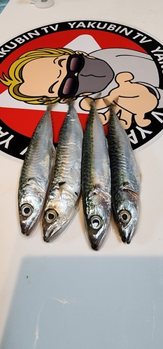 マサバの釣果