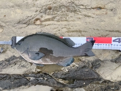 メジナの釣果