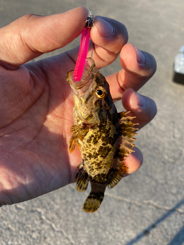 タケノコメバルの釣果