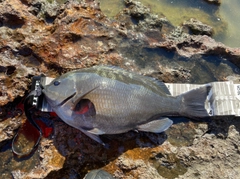 メジナの釣果