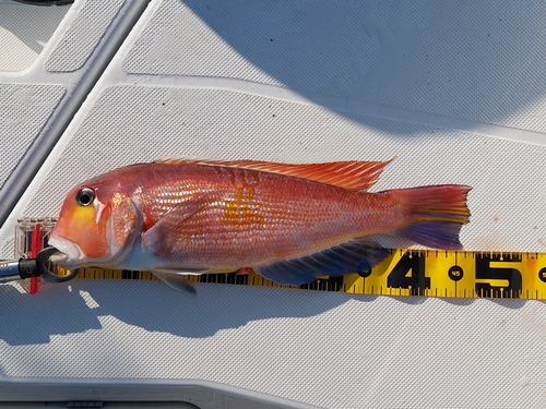 アマダイの釣果