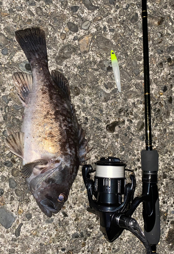 クロソイの釣果