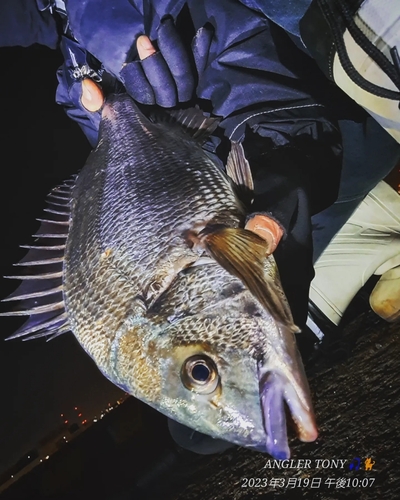 チヌの釣果