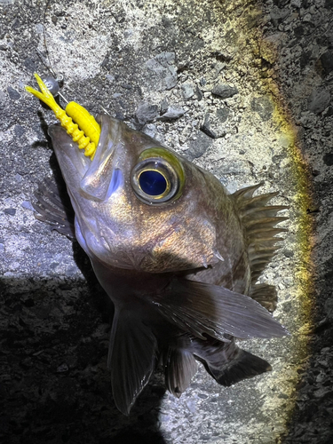 シロメバルの釣果