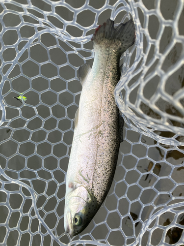 ニジマスの釣果