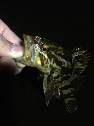 タケノコメバルの釣果