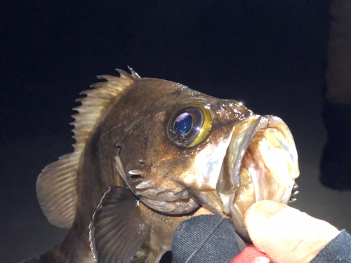 メバルの釣果