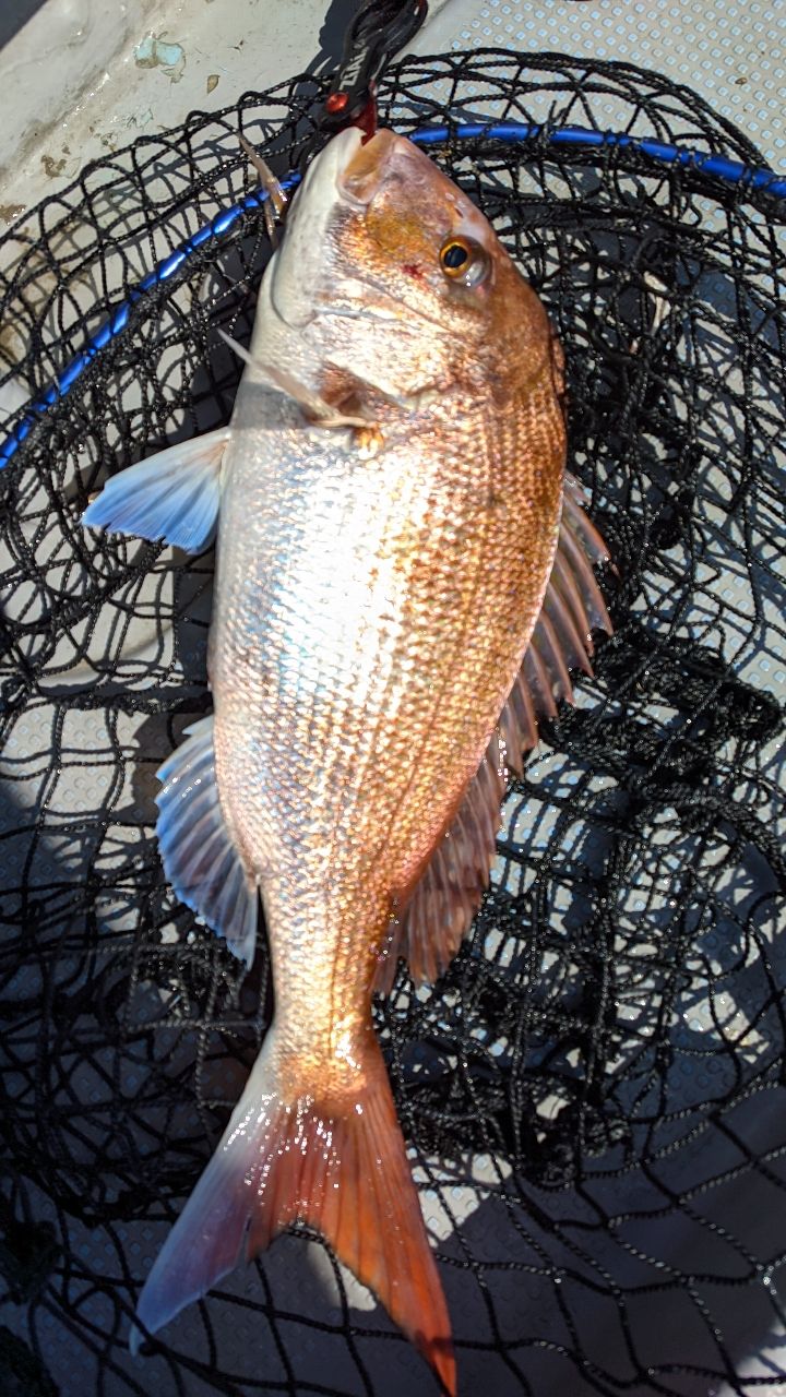 🎣みやもん🎣さんの釣果 2枚目の画像