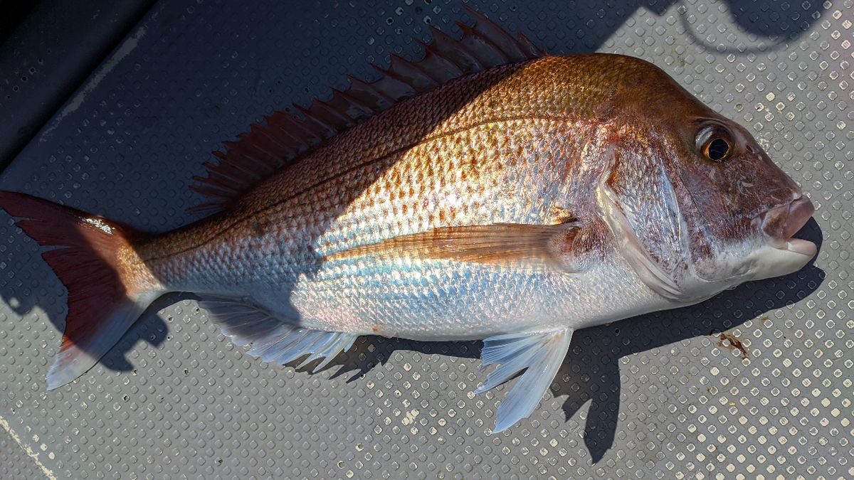 🎣みやもん🎣さんの釣果 3枚目の画像