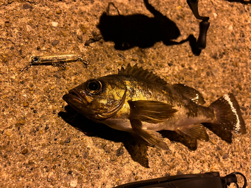 メバルの釣果