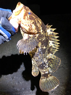 タケノコメバルの釣果