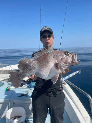 タヌキメバルの釣果