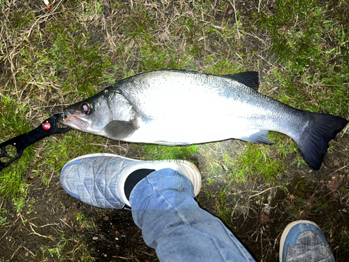 ヒラスズキの釣果