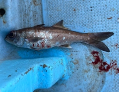 クロムツの釣果