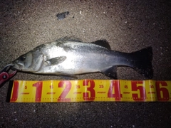 フッコ（ヒラスズキ）の釣果