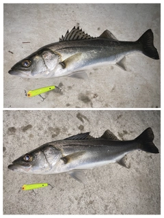 シーバスの釣果