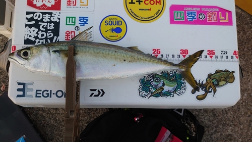 サバの釣果