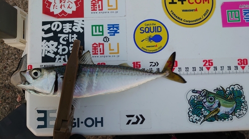 サバの釣果