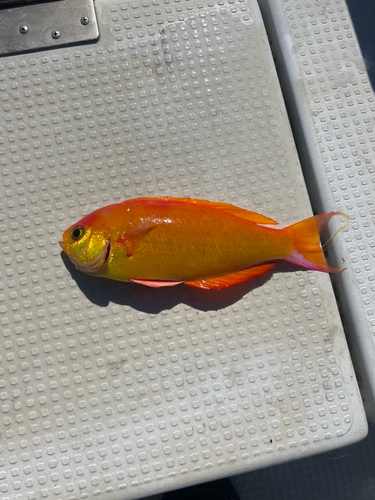 シキシマハナダイの釣果