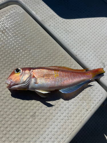 アマダイの釣果