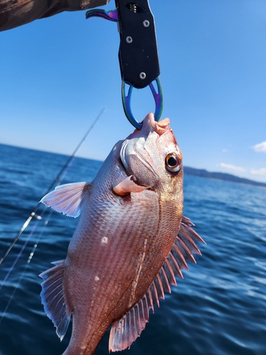 タイの釣果