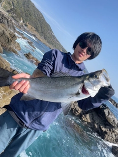 ヒラスズキの釣果