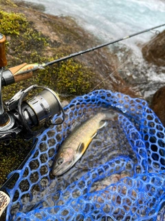 イワナの釣果