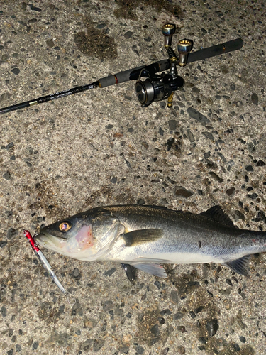 シーバスの釣果