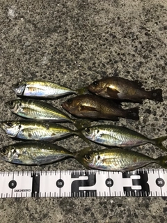 アジの釣果