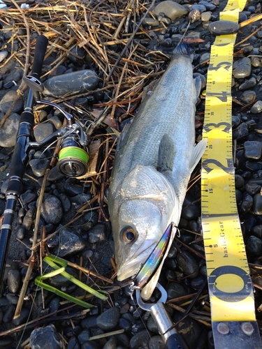 フッコ（マルスズキ）の釣果