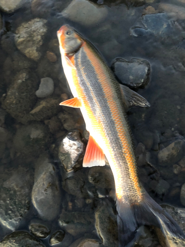 ウグイの釣果