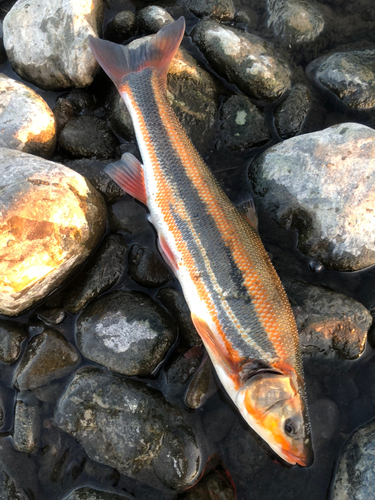 ウグイの釣果