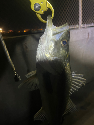 フッコ（マルスズキ）の釣果