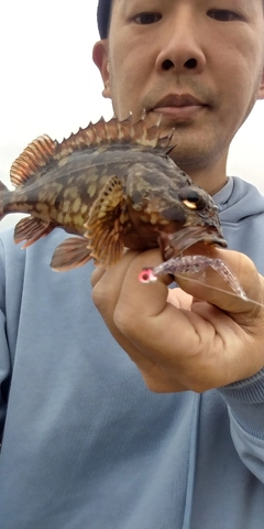 ガシラの釣果