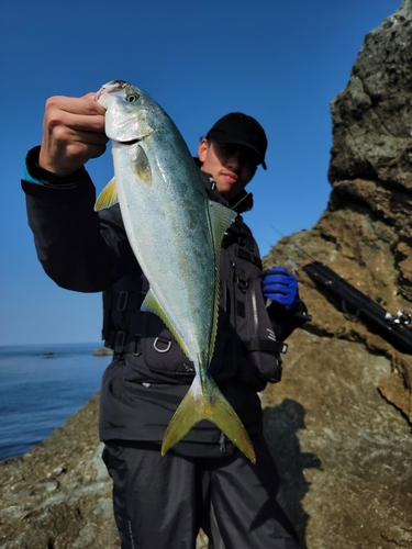 ハマチの釣果