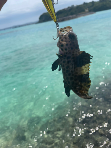 イシミーバイの釣果