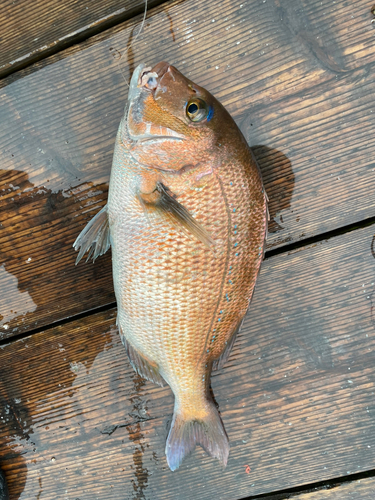 タイの釣果