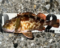 カサゴの釣果