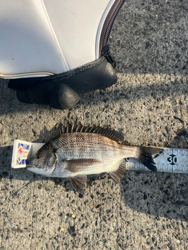 クロダイの釣果