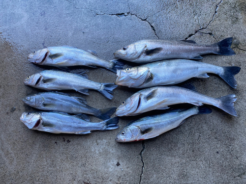 スズキの釣果