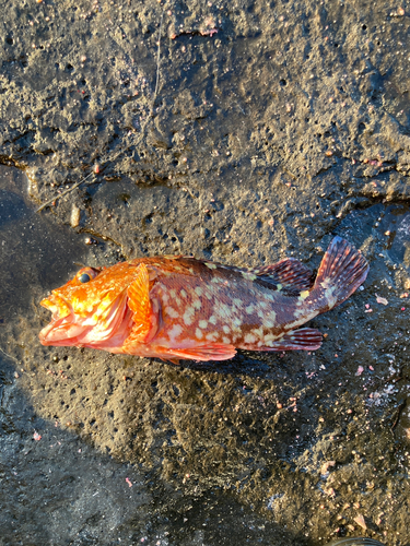 カサゴの釣果