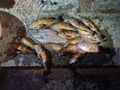 メバルの釣果