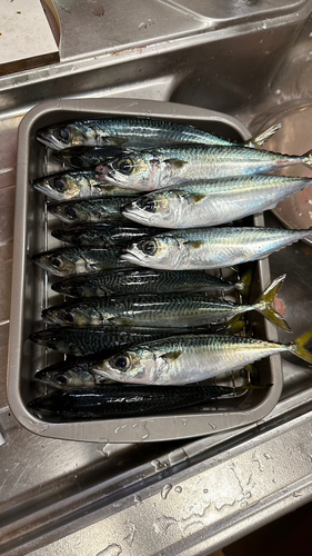 サバの釣果