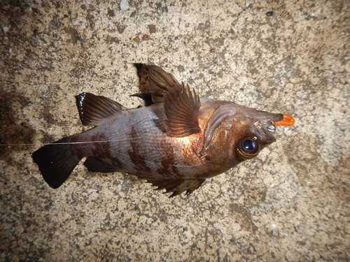 メバルの釣果