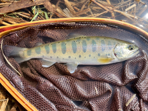 ヤマメの釣果