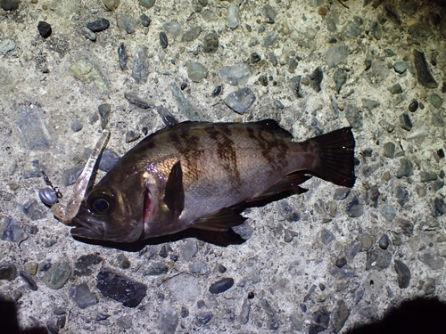 シロメバルの釣果