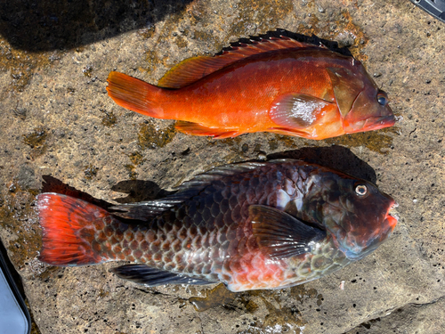 イガミの釣果