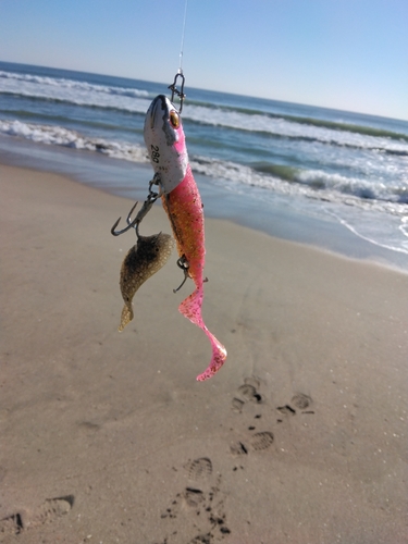 シタビラメの釣果