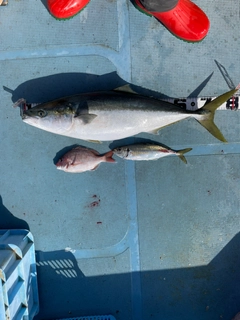 ブリの釣果