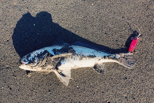 イシモチの釣果